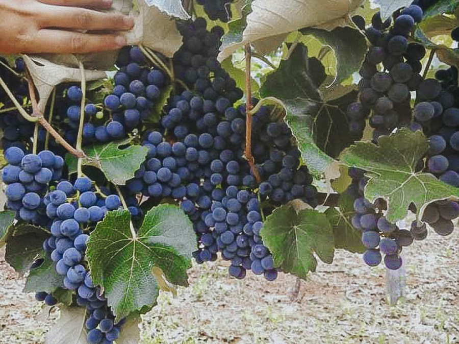 Vinícola Família Fiorini