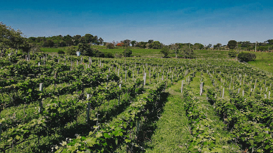 Vinícola Família Fiorini